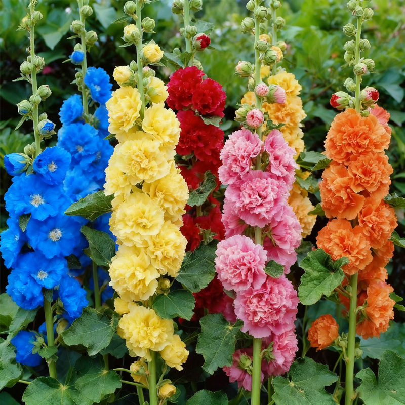🌸 Hollyhock Seeds 🌱 Easy to Grow, Towering Blooms All Season