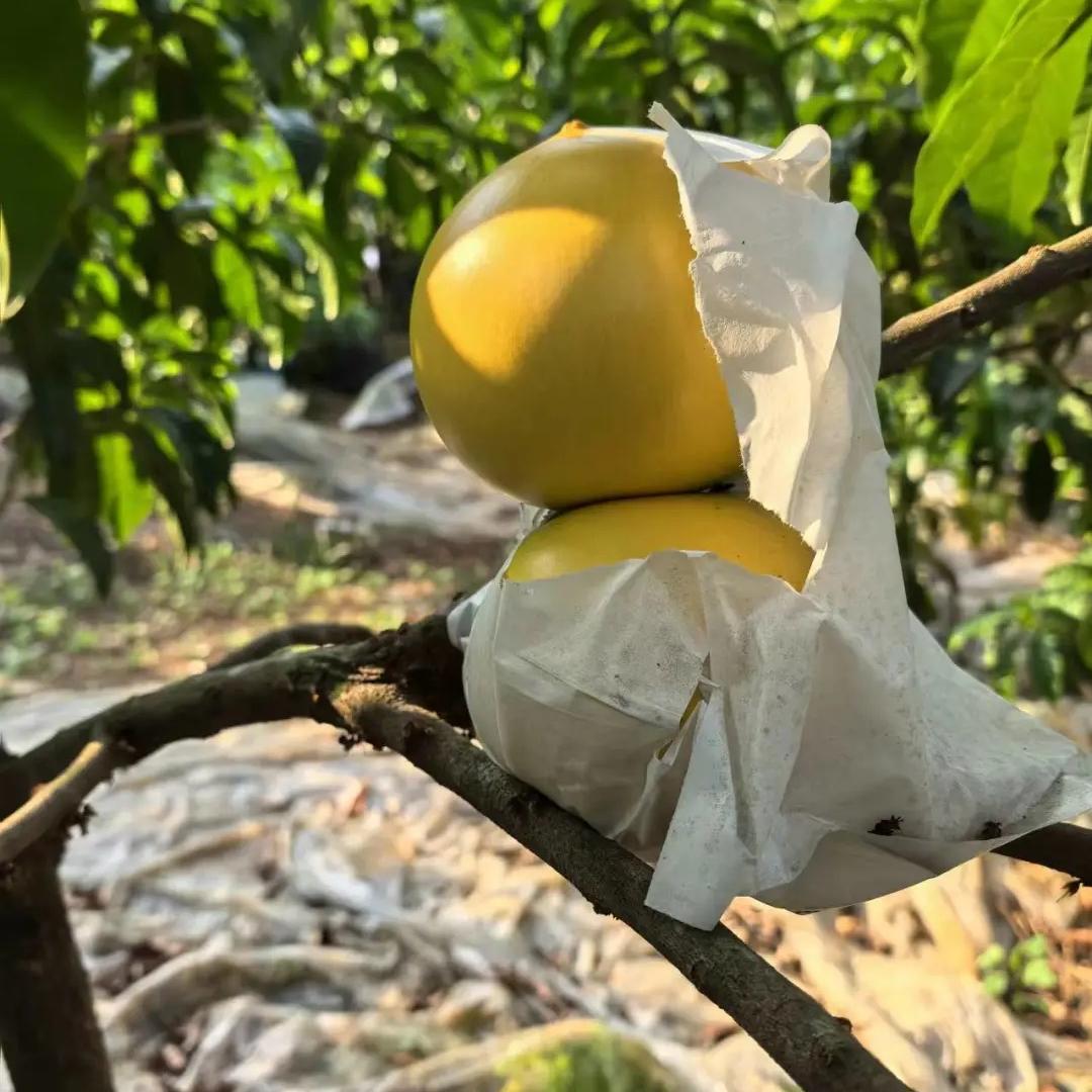 🔥50% Discount 🥭🥭Golden Fruit Seeds - Abiu Fruit