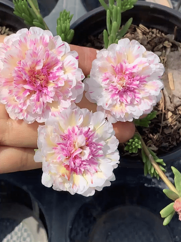 🌸 Portulaca, Moss Rose Double Mixed Colors Seeds