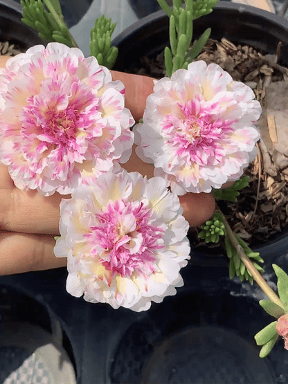 🌸 Portulaca, Moss Rose Double Mixed Colors Seeds