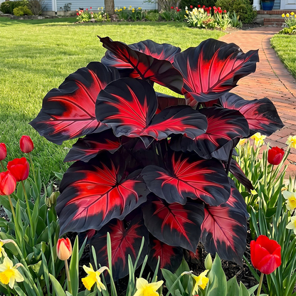 🔥 Premium Giant Caladium Bulbs 🌿🌈 Easy Care & Cold Hardy &Giant Leaves