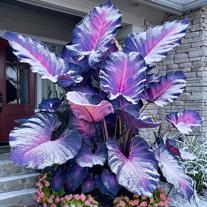 🔥 Premium Giant Caladium Bulbs 🌿🌈 Easy Care & Cold Hardy &Giant Leaves