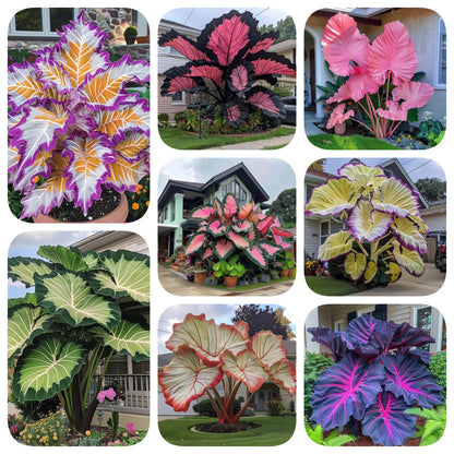 🔥 Premium Giant Caladium Bulbs 🌿🌈 Easy Care & Cold Hardy &Giant Leaves