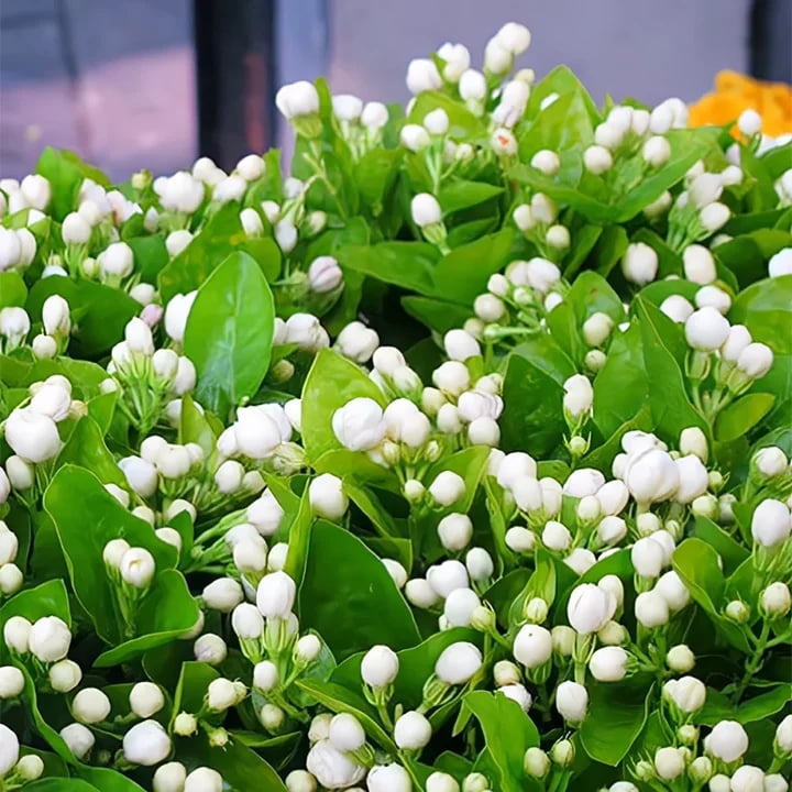 🏆 50K+ SOLD! 🌿❄️ FrostCharm Jasmine Seeds – Winter Planting, Perennial Blooms & Fragrant Garden Elegance 🌸