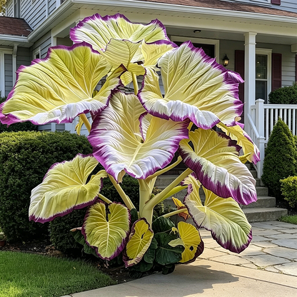 🔥 Premium Giant Caladium Bulbs 🌿🌈 Easy Care & Cold Hardy &Giant Leaves