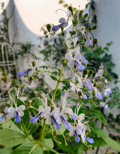 💙🦋Magical blue butterfly flowers that turn your garden into a dream