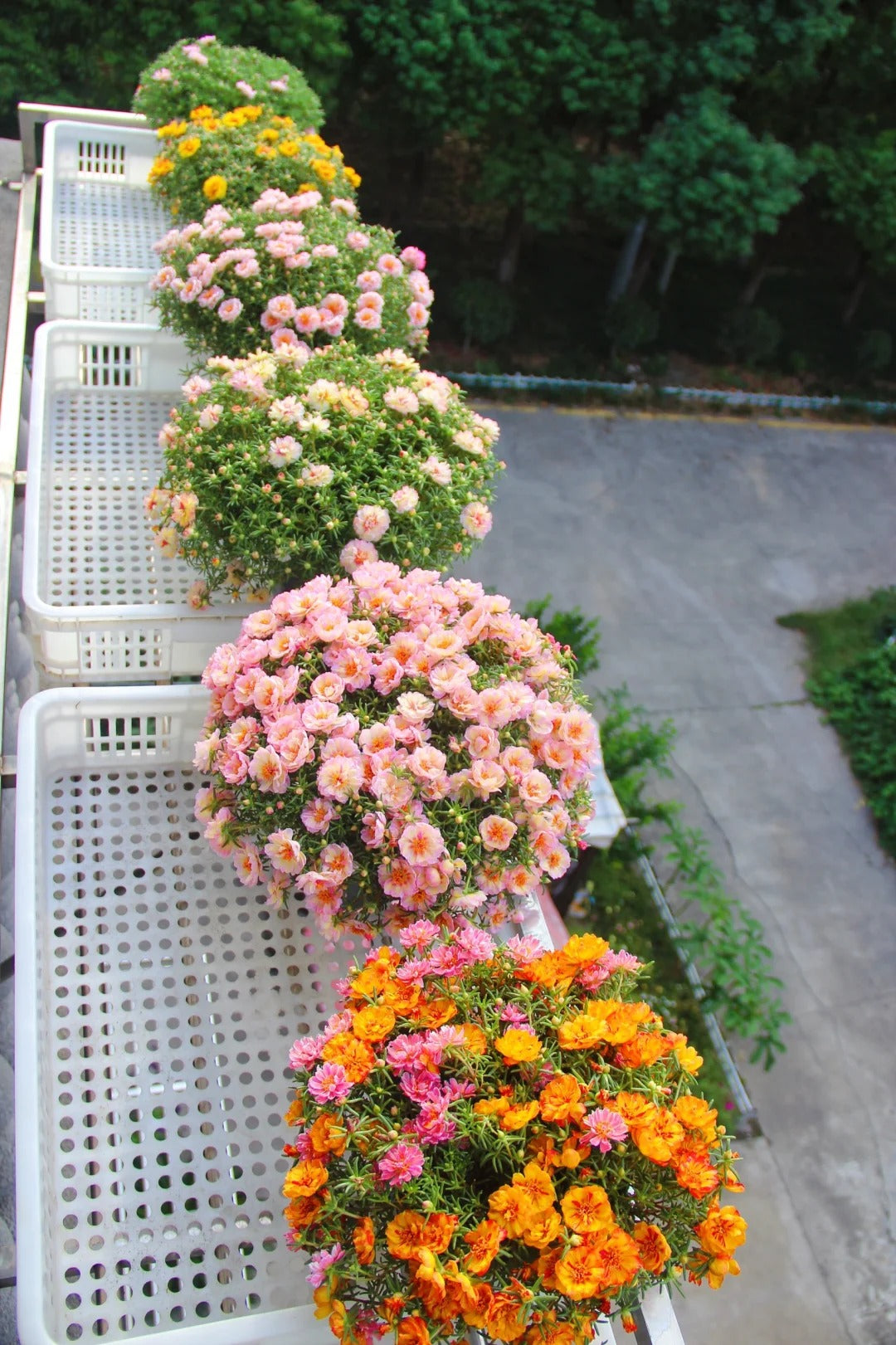 🌸 Portulaca, Moss Rose Double Mixed Colors Seeds