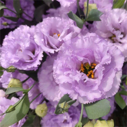 Eustoma / Lisianthus Grandiflorum Seeds - Thornless Rose-60% OFF