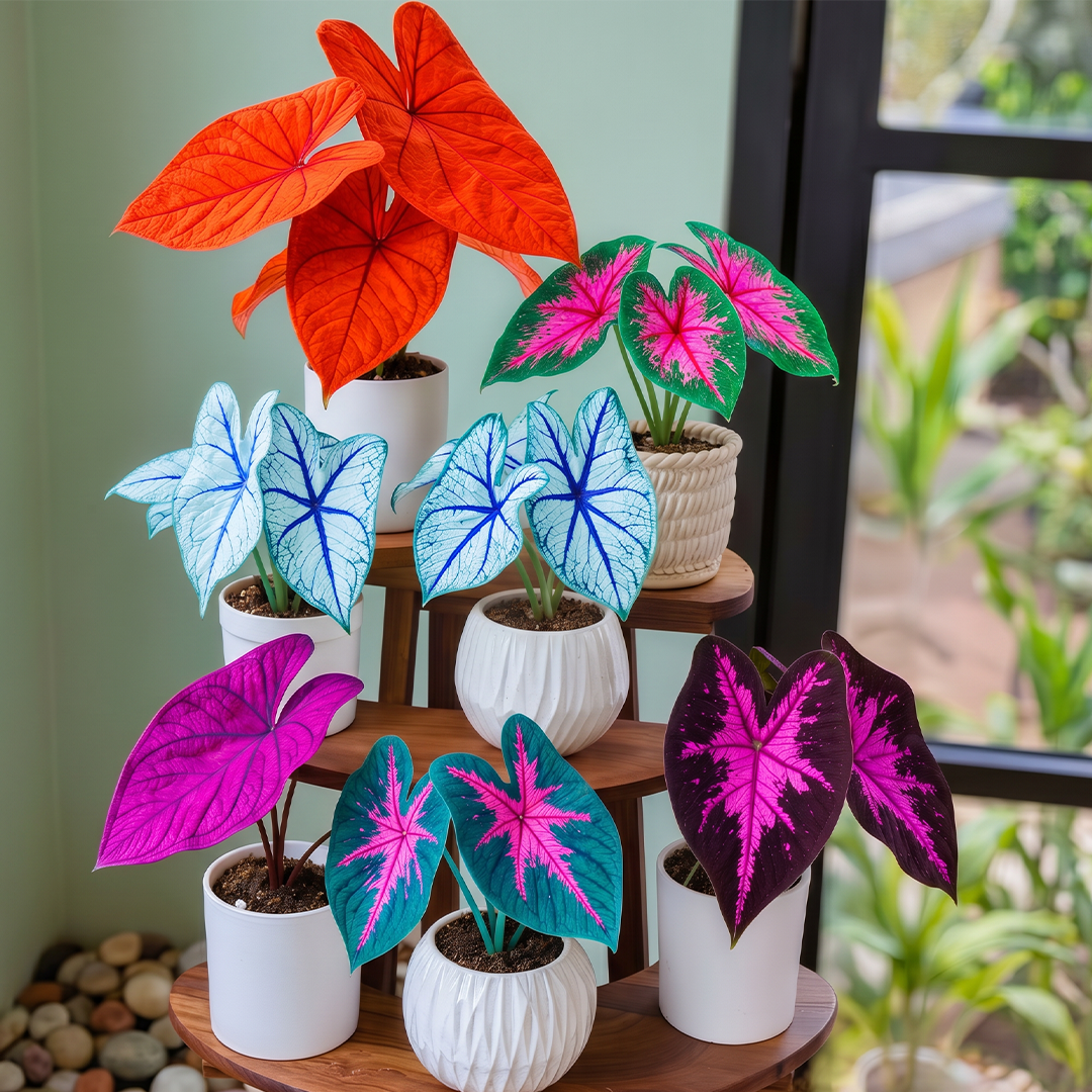 🌺Caladium Bulbs: The Easiest Way to Add Bold Color to Shady Spots