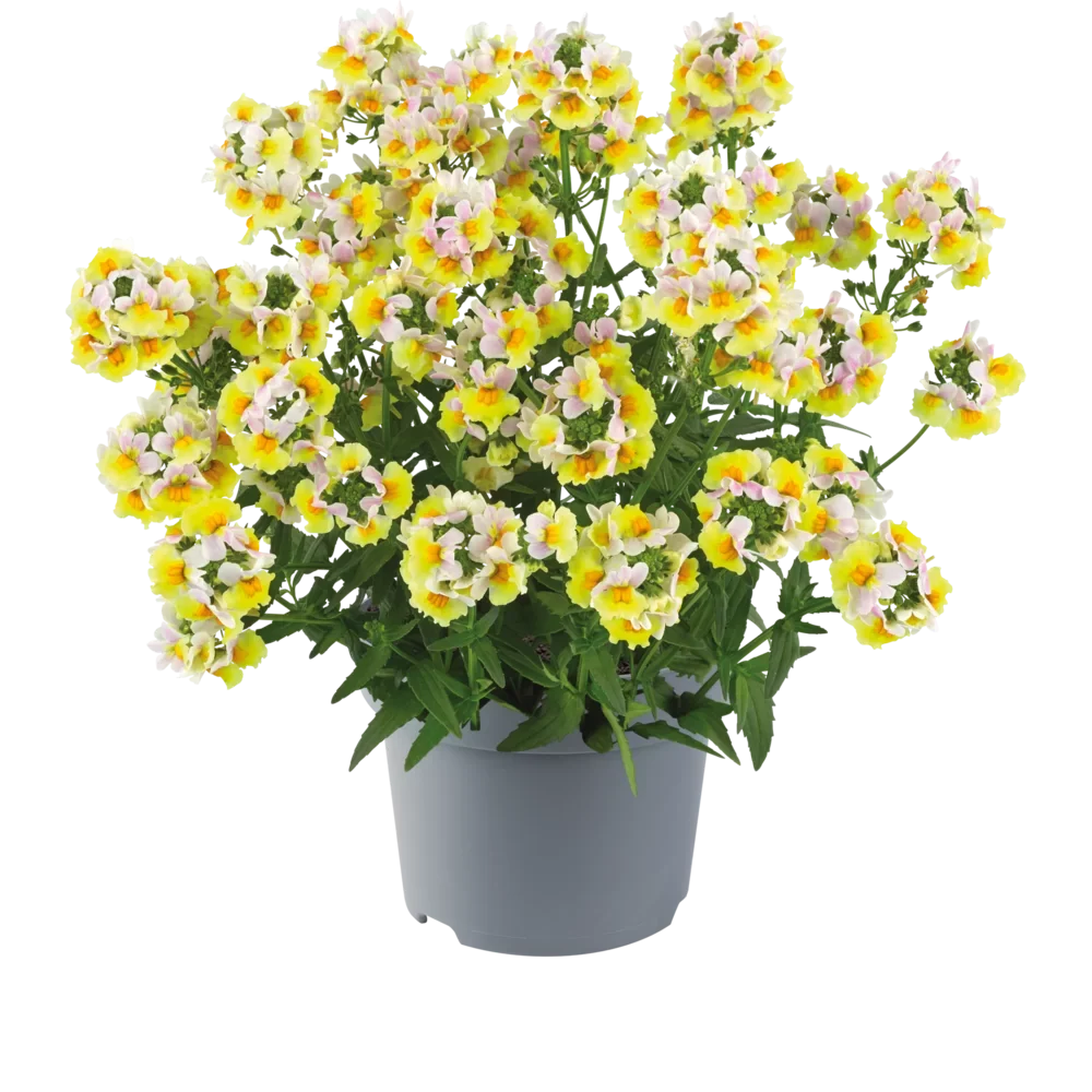 Nemesia ‘Sincere Love’❤️ – Easy-to-Grow, Fragrant Blooms Perfect for Borders, Pots & Pollinator Gardens🔥🔥