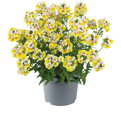 Nemesia ‘Sincere Love’❤️ – Easy-to-Grow, Fragrant Blooms Perfect for Borders, Pots & Pollinator Gardens🔥🔥
