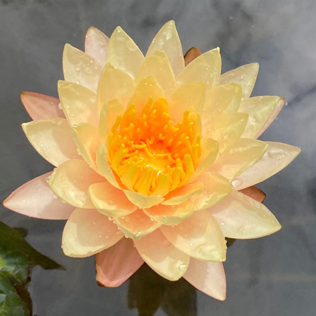 ✨🪷 Water Lilies: Transform Your Water Garden into a Living Masterpiece