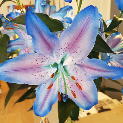 🌸Unique Lily Seeds Mix | A Collector’s Choice for Garden Lovers