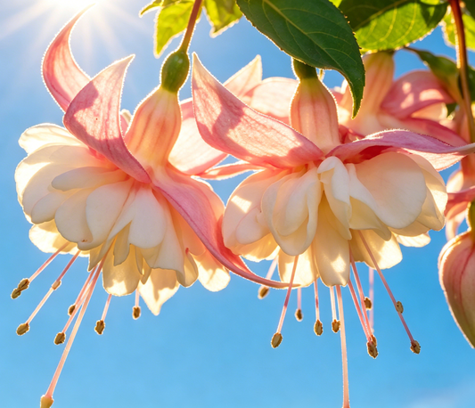 🧚🏼Fuchsia Flowers Seeds-Dancing Elf Bonsai