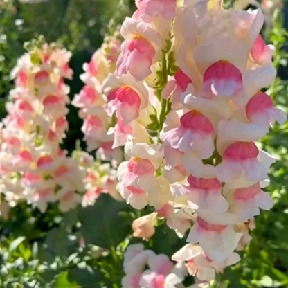 💮🌸Add Whimsy & Color to Your Garden with the 'Dragon Fruit' Snapdragon!🌹🌼