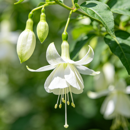 🧚🏼Fuchsia Flowers Seeds-Dancing Elf Bonsai