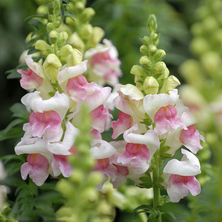 💮🌸Add Whimsy & Color to Your Garden with the 'Dragon Fruit' Snapdragon!🌹🌼