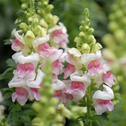 💮🌸Add Whimsy & Color to Your Garden with the 'Dragon Fruit' Snapdragon!🌹🌼