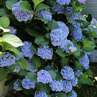 Hydrangea Seeds – Grow Full, Easy Blooms for Your Garden