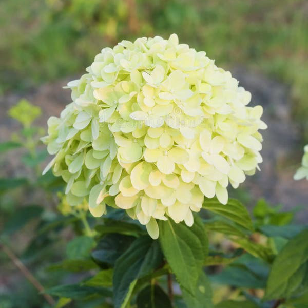Hydrangea Seeds – Grow Full, Easy Blooms for Your Garden