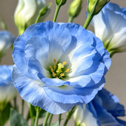 Eustoma / Lisianthus Grandiflorum Seeds - Thornless Rose-60% OFF