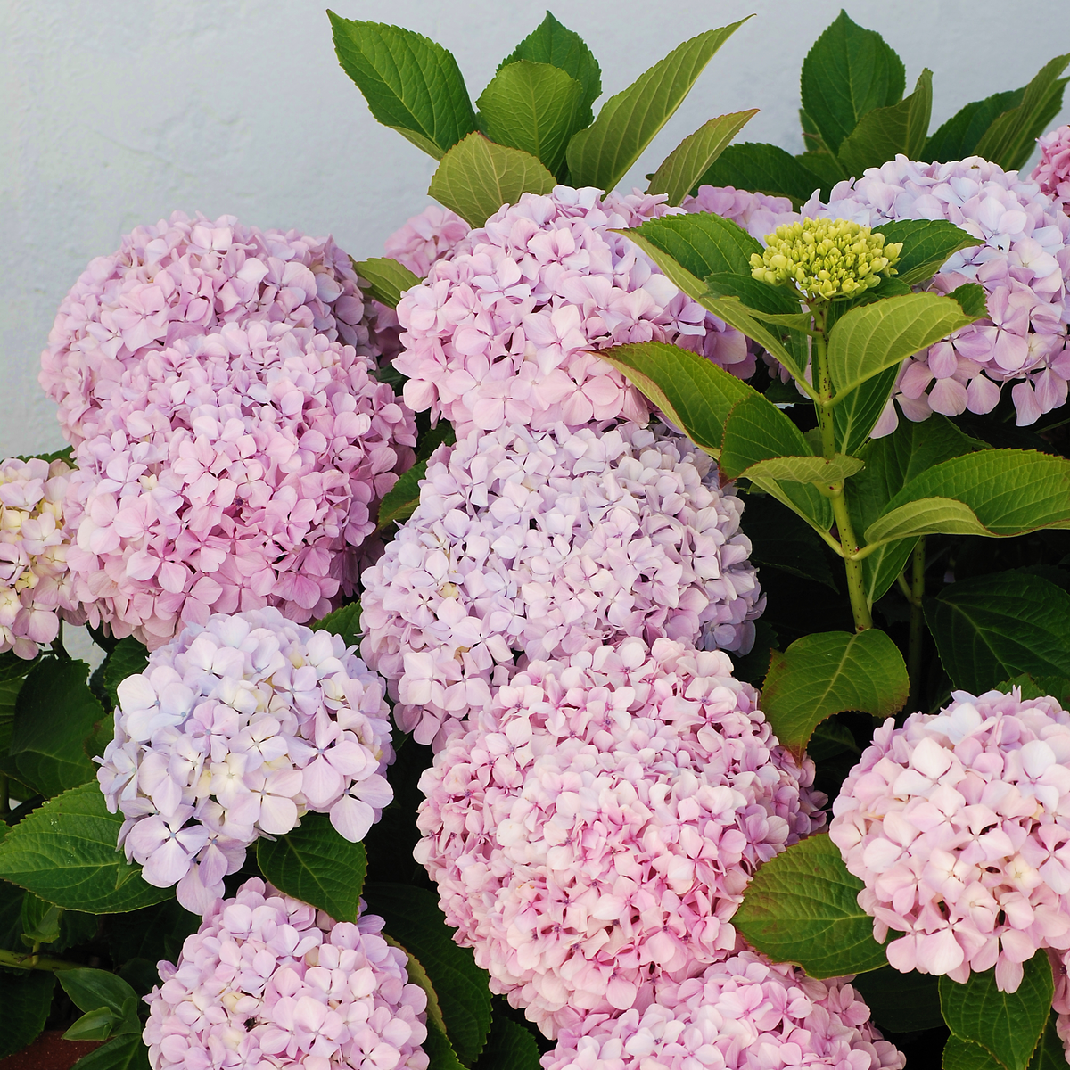 Hydrangea Seeds – Grow Full, Easy Blooms for Your Garden
