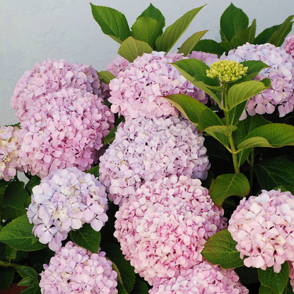 Hydrangea Seeds – Grow Full, Easy Blooms for Your Garden