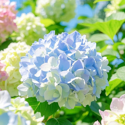 Hydrangea Seeds – Grow Full, Easy Blooms for Your Garden