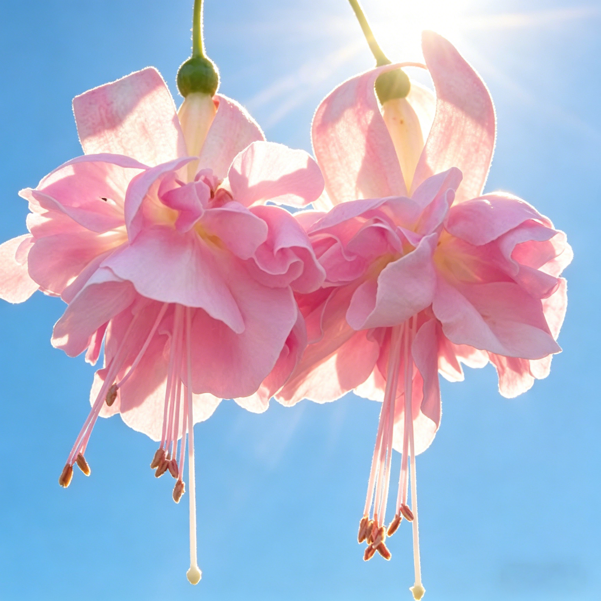 🧚🏼Fuchsia Flowers Seeds-Dancing Elf Bonsai