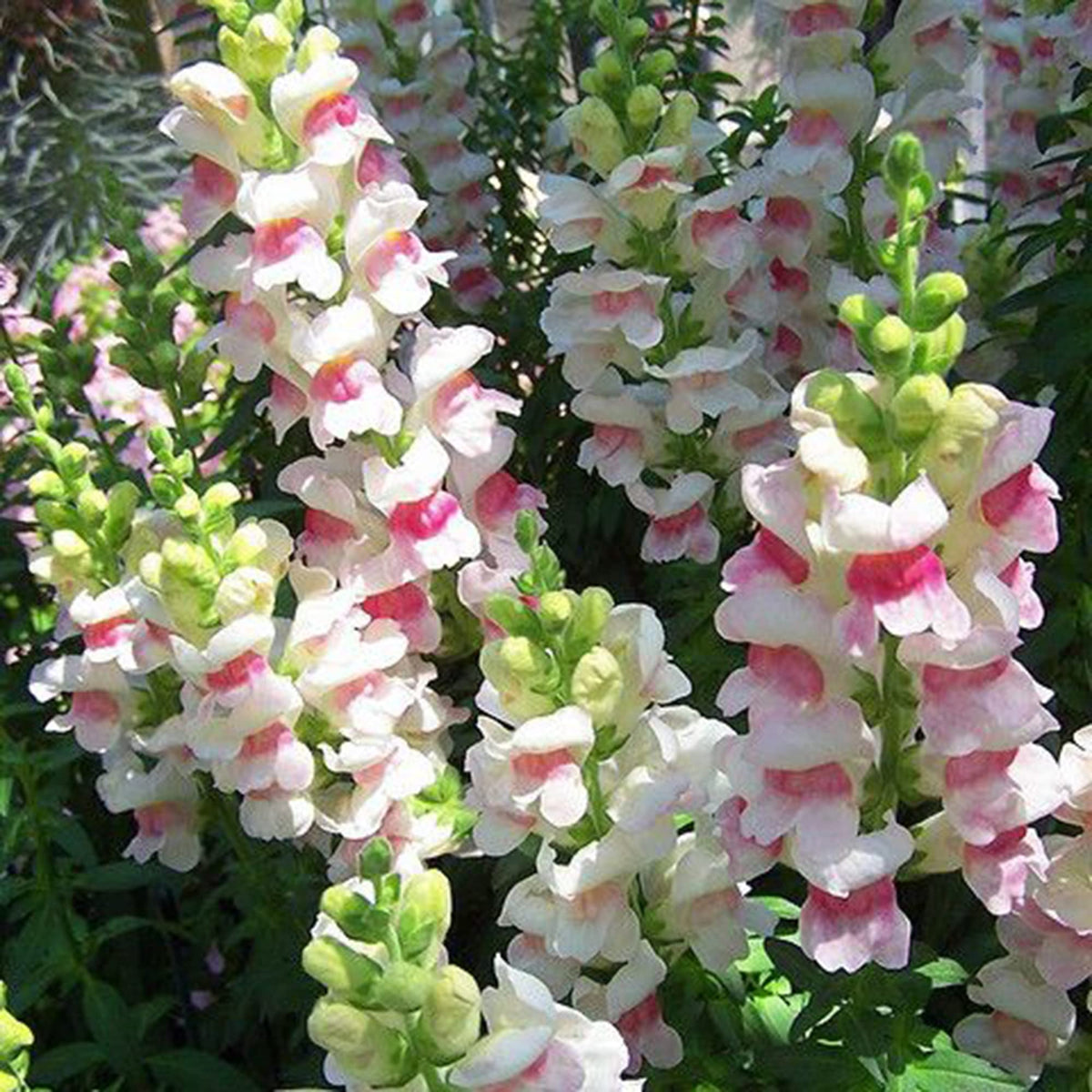 💮🌸Add Whimsy & Color to Your Garden with the 'Dragon Fruit' Snapdragon!🌹🌼