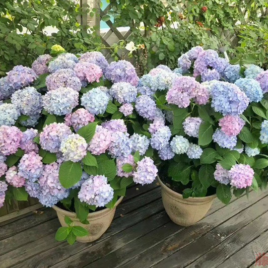 Hydrangea Seeds – Grow Full, Easy Blooms for Your Garden