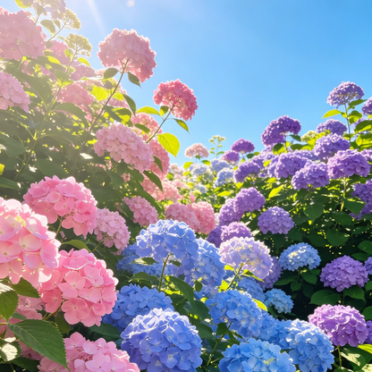 Hydrangea Seeds – Grow Full, Easy Blooms for Your Garden