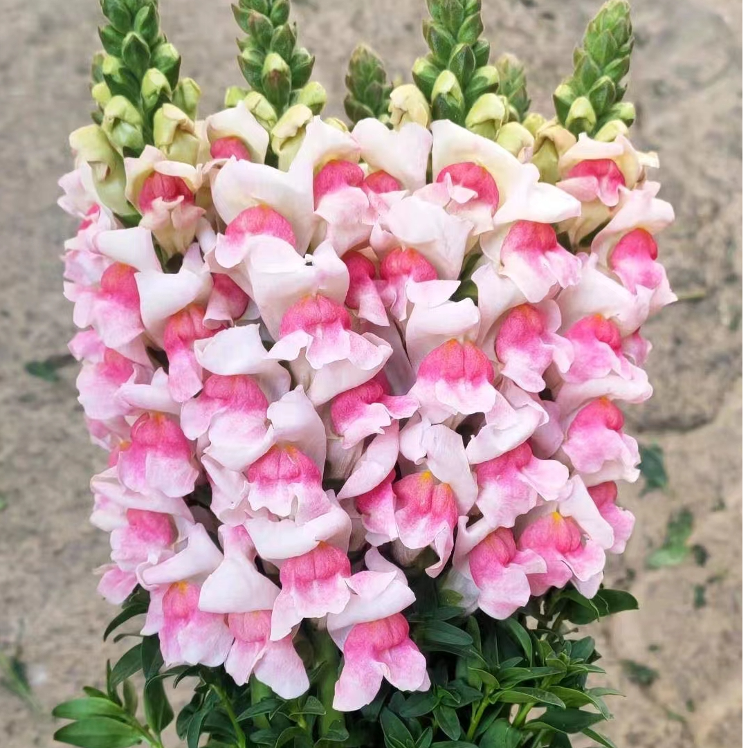 💮🌸Add Whimsy & Color to Your Garden with the 'Dragon Fruit' Snapdragon!🌹🌼