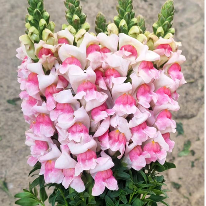 💮🌸Add Whimsy & Color to Your Garden with the 'Dragon Fruit' Snapdragon!🌹🌼