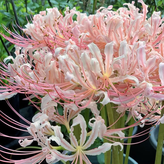 💙🌺Rare Spider Lily – A Mystical Touch of Nature’s Wonder