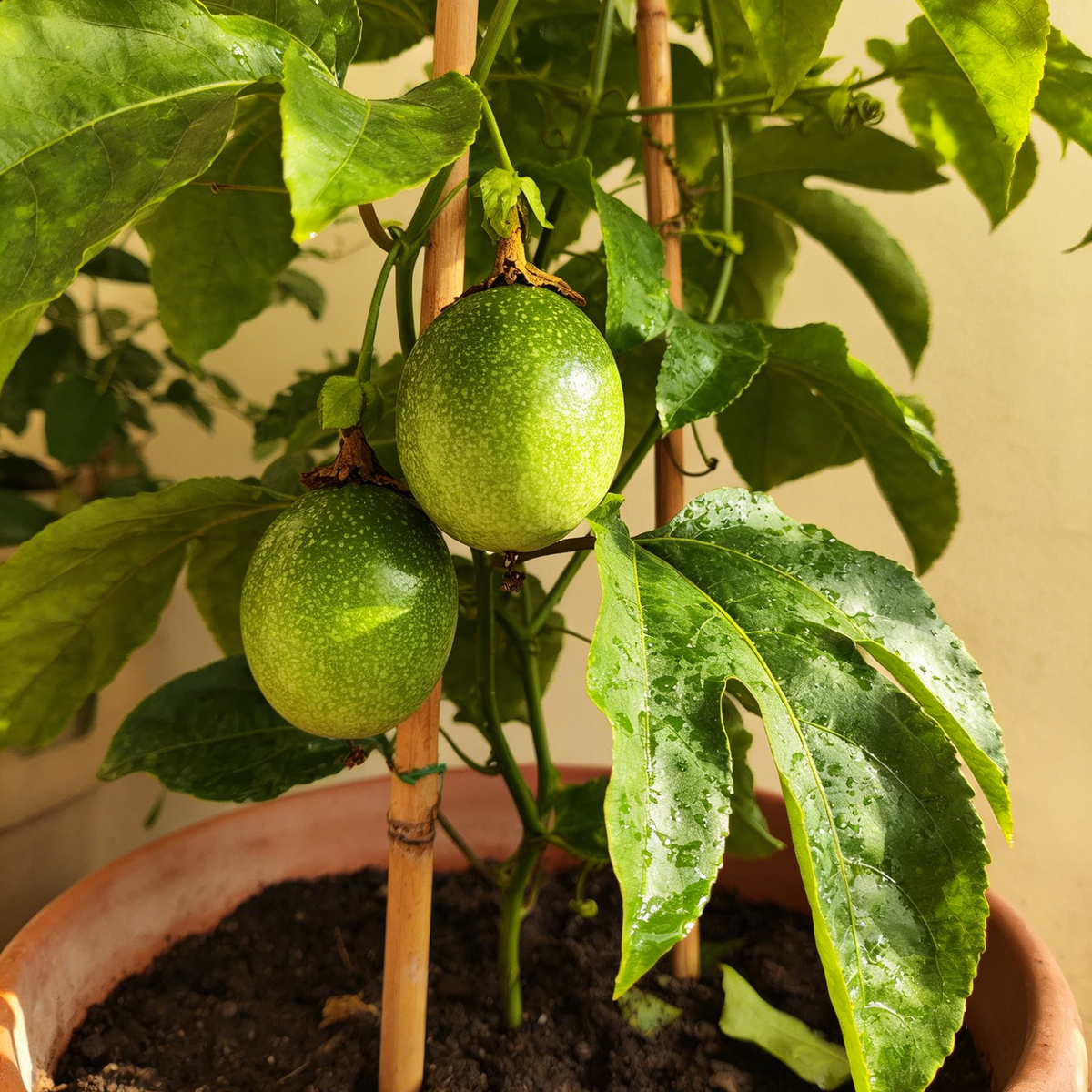 🍋🍋COLOMBIAN PASSION FRUIT SEEDS