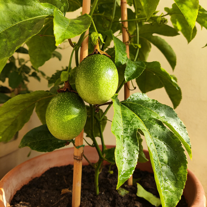 🍋🍋COLOMBIAN PASSION FRUIT SEEDS