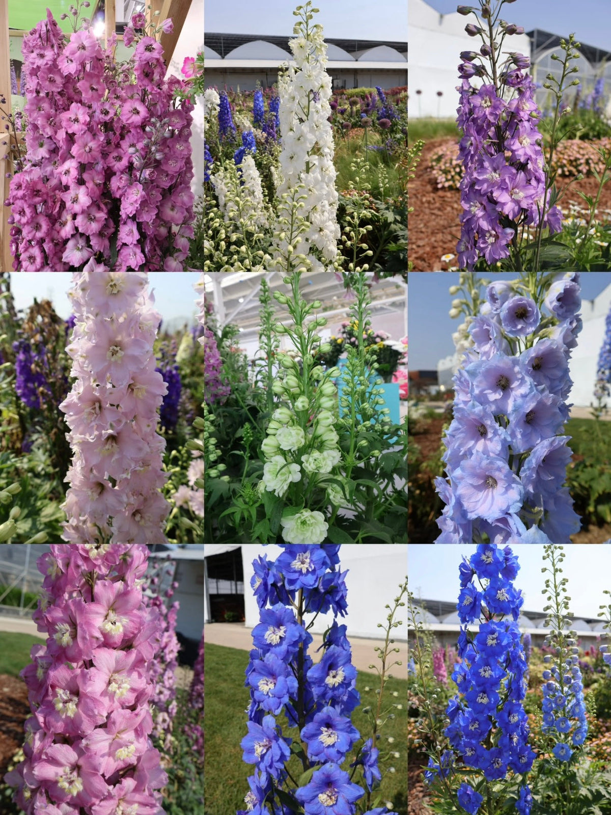 💙Grow Tall, Elegant Delphinium Flowers for a Dreamy Cottage Garden