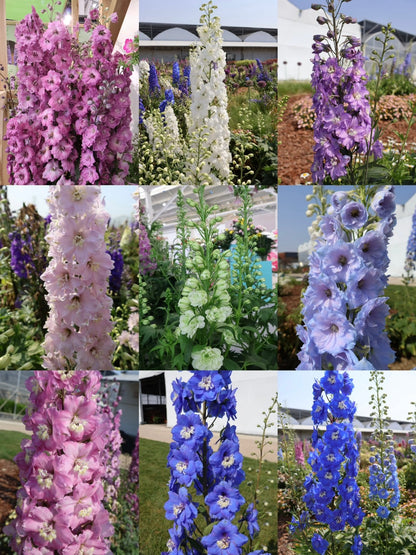 💙Grow Tall, Elegant Delphinium Flowers for a Dreamy Cottage Garden