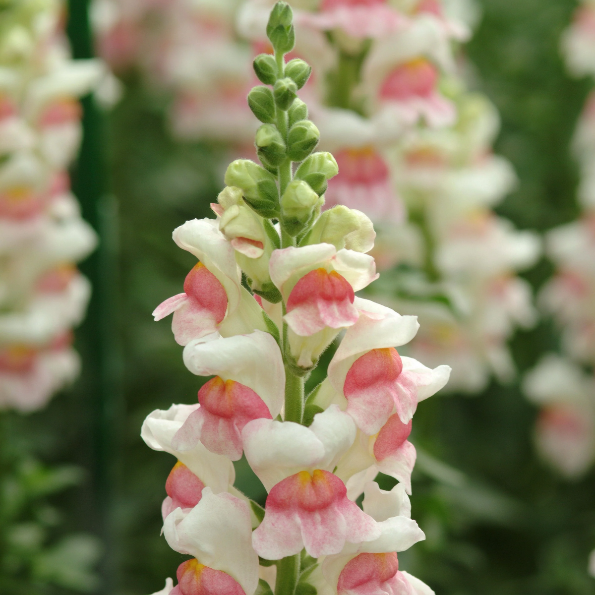 💮🌸Add Whimsy & Color to Your Garden with the 'Dragon Fruit' Snapdragon!🌹🌼