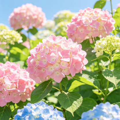 Hydrangea Seeds – Grow Full, Easy Blooms for Your Garden