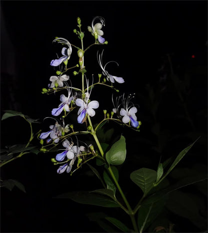 💙🦋Magical blue butterfly flowers that turn your garden into a dream