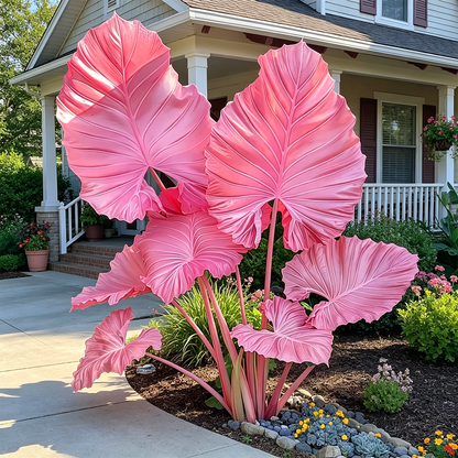 🔥 Premium Giant Caladium Bulbs 🌿🌈 Easy Care & Cold Hardy &Giant Leaves
