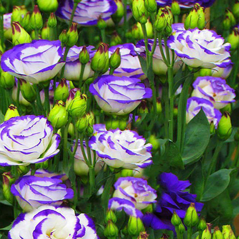 Eustoma / Lisianthus Grandiflorum Seeds - Thornless Rose-60% OFF