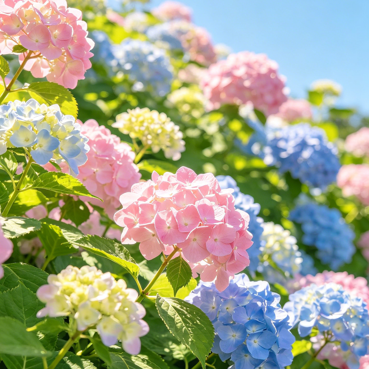 Hydrangea Seeds – Grow Full, Easy Blooms for Your Garden