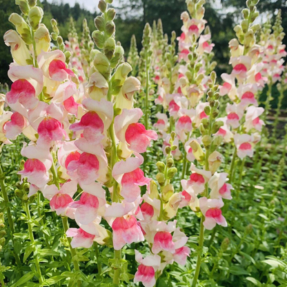 💮🌸Add Whimsy & Color to Your Garden with the 'Dragon Fruit' Snapdragon!🌹🌼