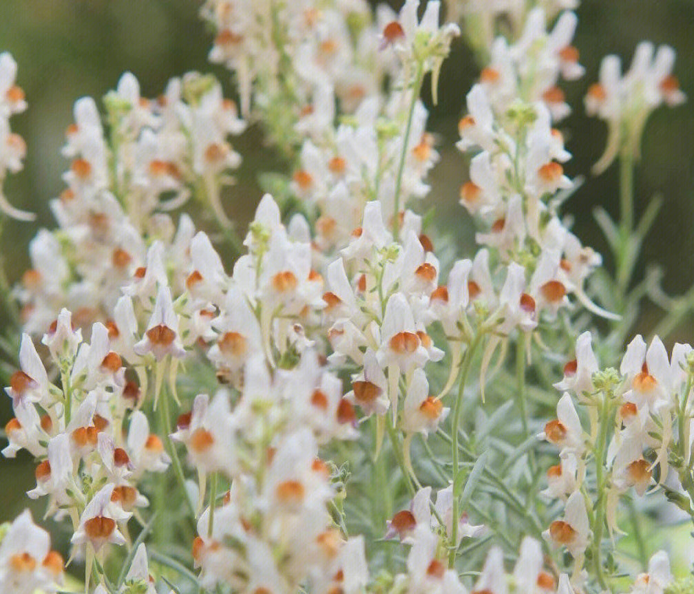 💮🌸Add Whimsy & Color to Your Garden with the 'Dragon Fruit' Snapdragon!🌹🌼