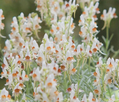💮🌸Add Whimsy & Color to Your Garden with the 'Dragon Fruit' Snapdragon!🌹🌼