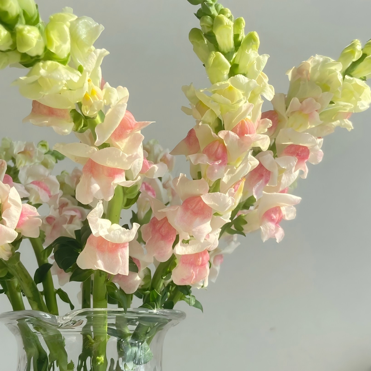 💮🌸Add Whimsy & Color to Your Garden with the 'Dragon Fruit' Snapdragon!🌹🌼