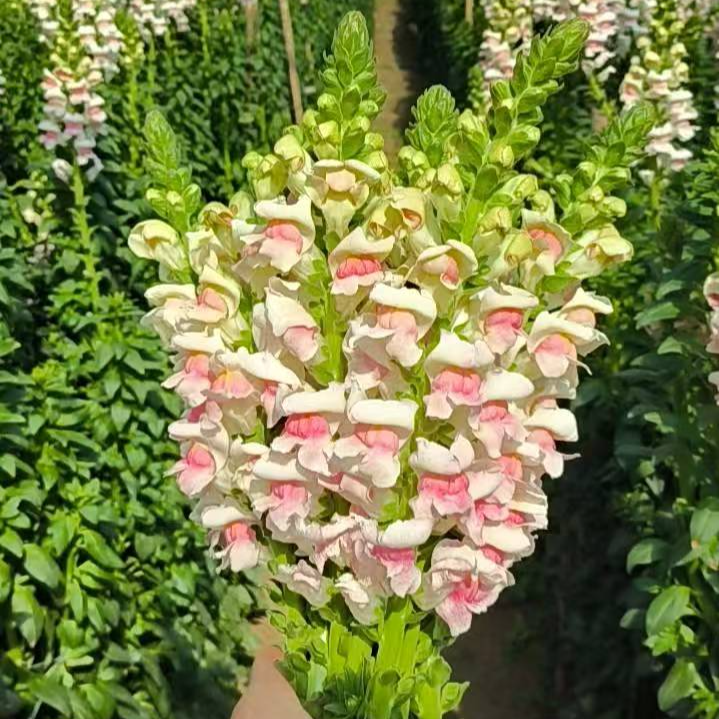 💮🌸Add Whimsy & Color to Your Garden with the 'Dragon Fruit' Snapdragon!🌹🌼